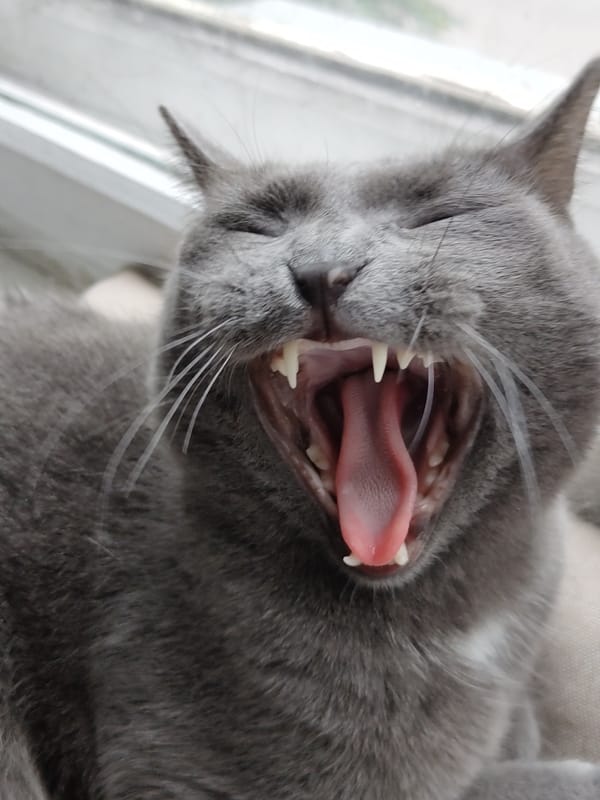 Gray cats caught yawning and lounging up close