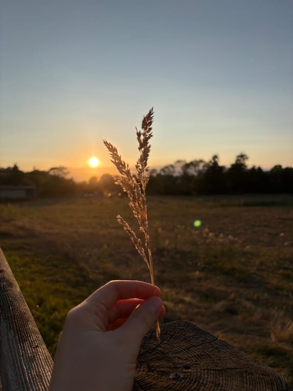 Golden hour on a quiet rural road at dusk