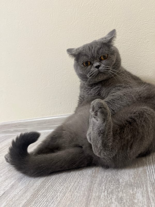 Grey British Shorthair cat observed indoors across Saint Petersburg