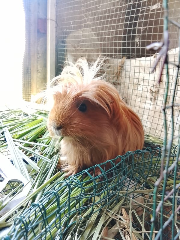 Guinea pigs in outdoor cages, feeding time in Aceh