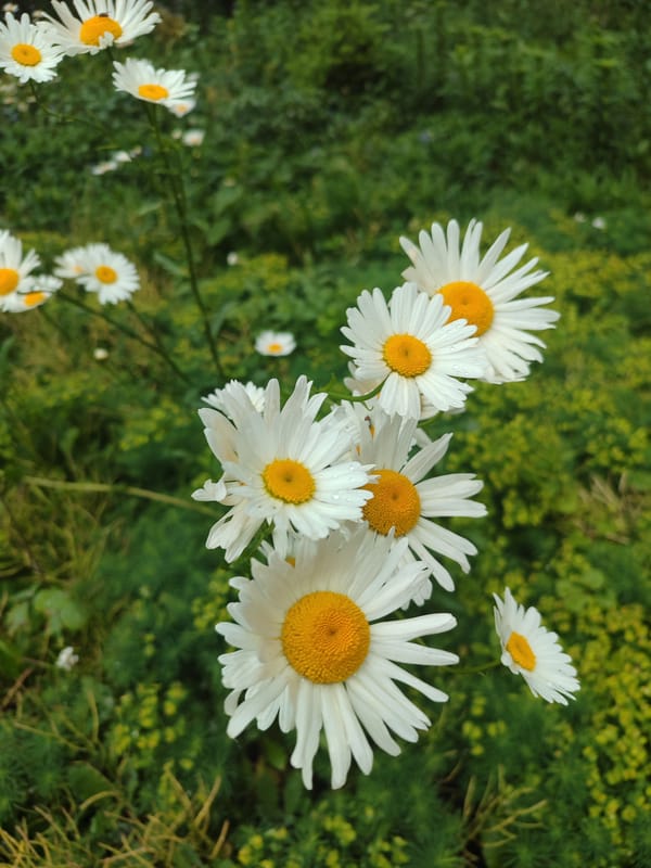 Early morning flowers and playground scenes observed in Kyiv