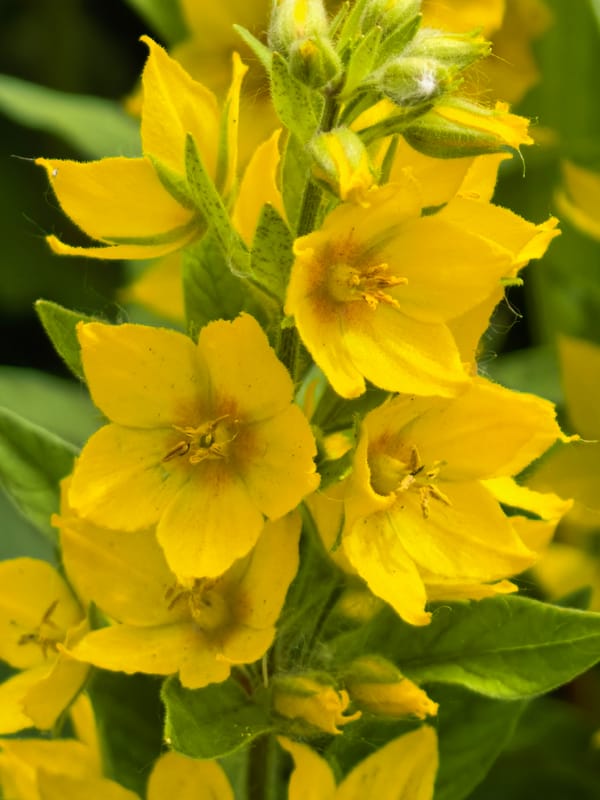 Morning flower documentation captures garden blooms in Sterlitamak, Russia
