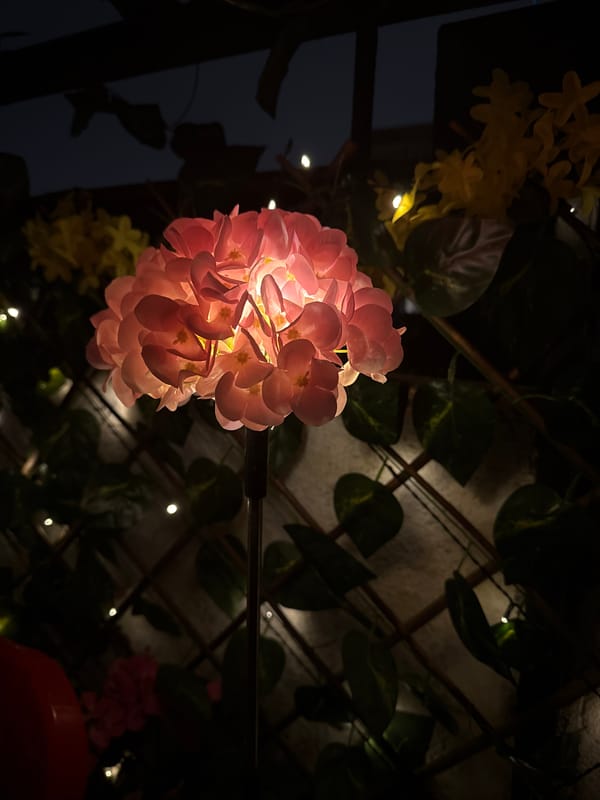 Evening moments captured in Sofia: flowers, sunset, playful dog