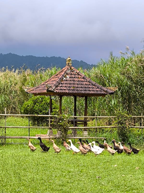 Early morning documentation of Bedugul lake district and farms