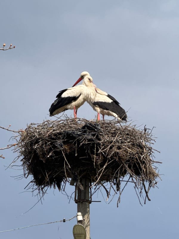 Stork observed nesting on utility pole in Bulgarian village