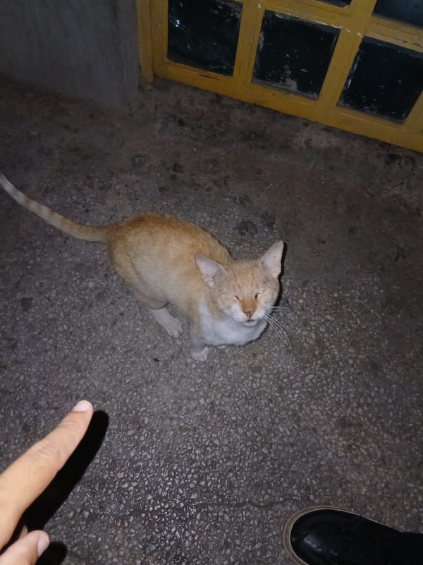Evening life documented in Juan Griego, Venezuela streets