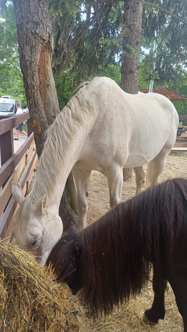 Two horses graze in pastoral setting near fence
