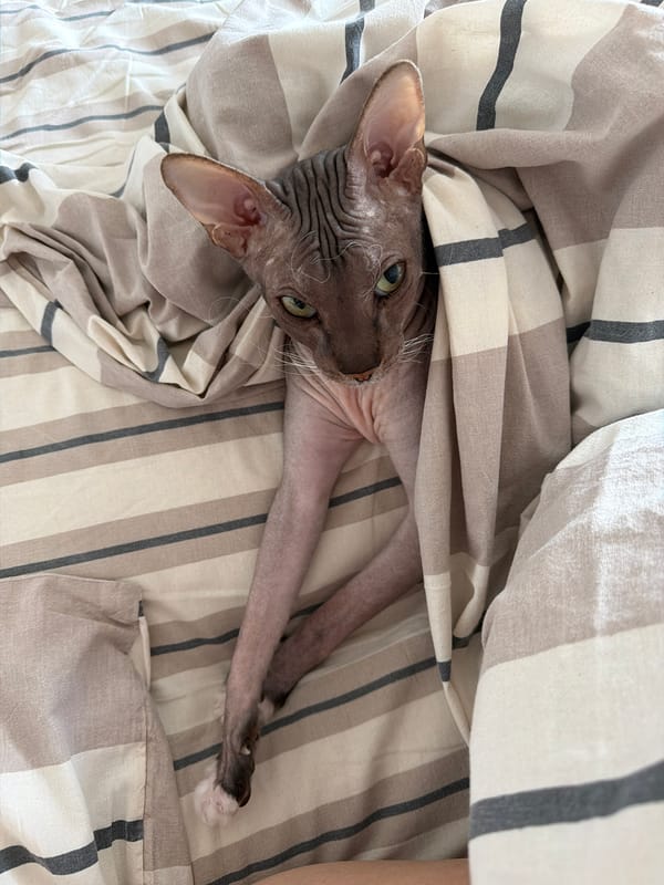 Sphynx cat bundled up in bed on a lazy morning