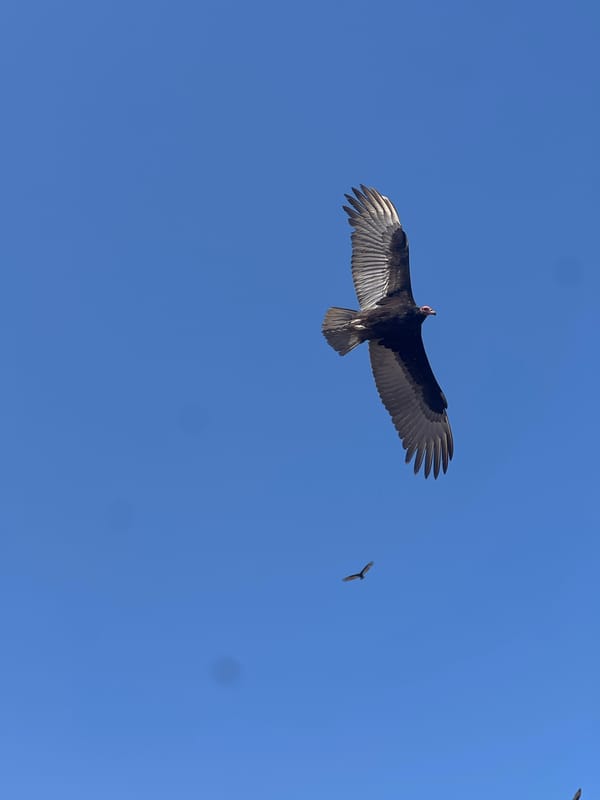 Vultures spotted soaring over Arica, Chile skies