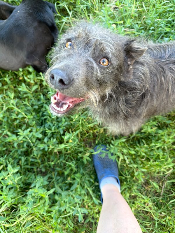 A backyard afternoon with dogs, cats, and cherries in rural Russia