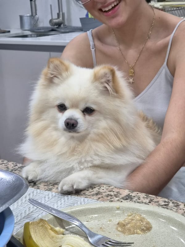 Pet owner photographed with Pomeranian dog in Barcelos, Portugal