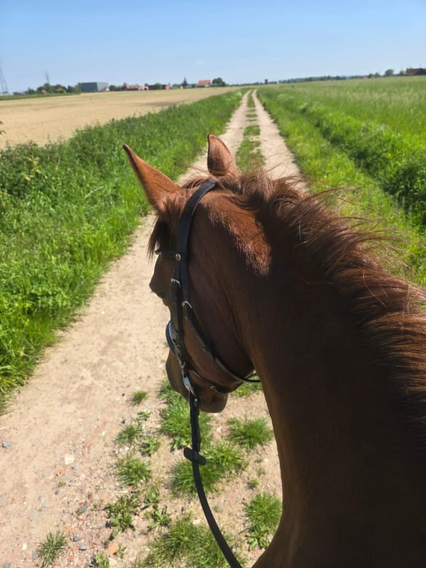 Horseback rider travels rural dirt path in Belgium