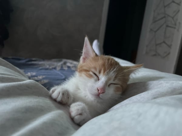 Sleeping kitten and everyday life in Svietlahorsk, Belarus