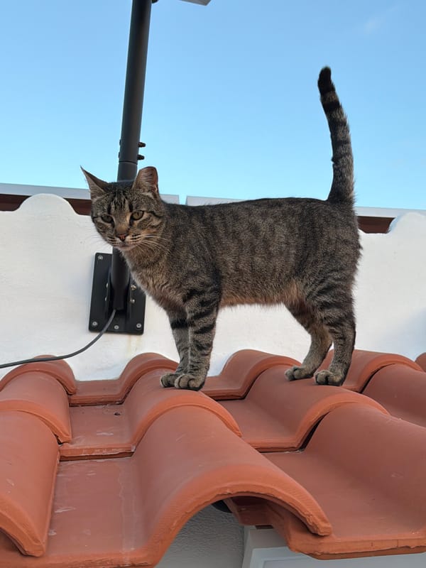 Cats on rooftop terrace at sunset in Loulé Portugal