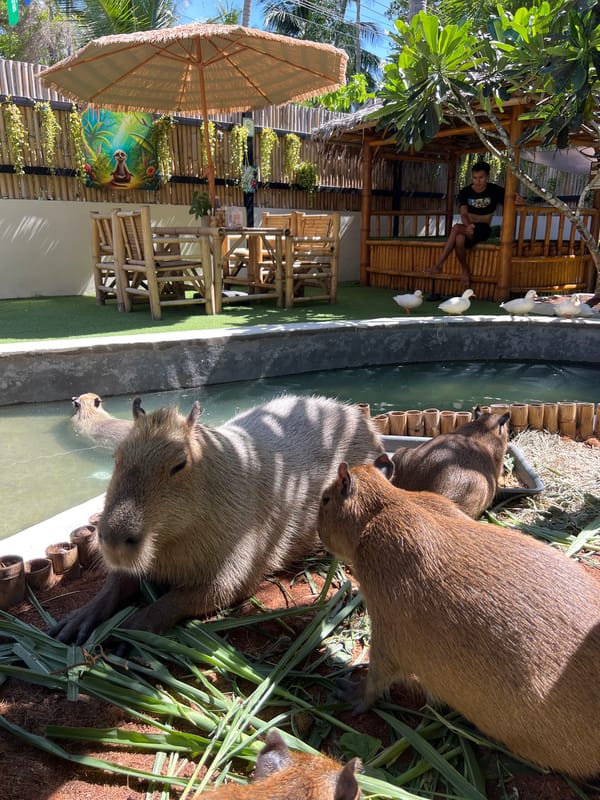 Animal cafe visit in Ko Phangan with capybaras and meerkats