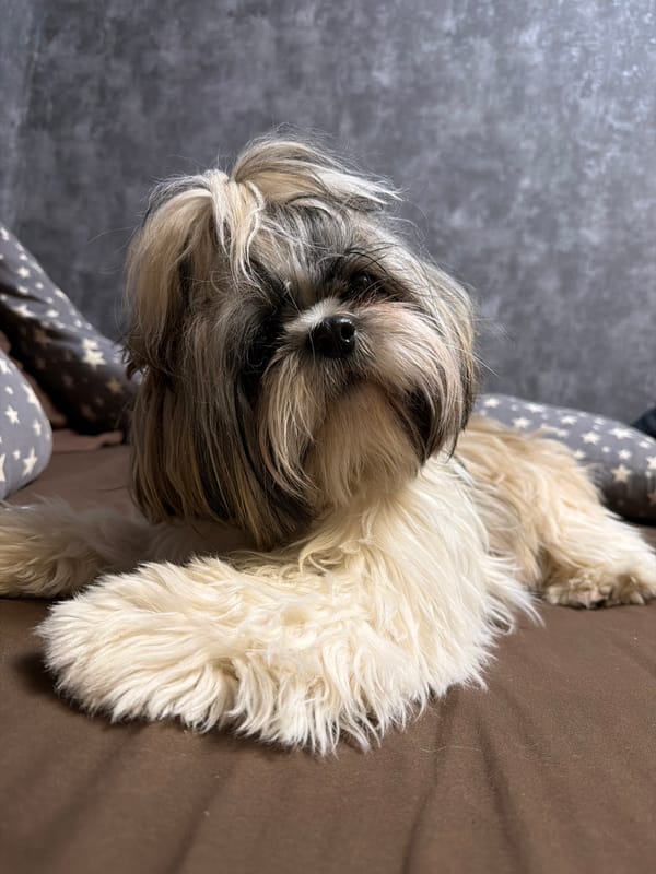 Shih Tzu dog rests on brown surface indoors