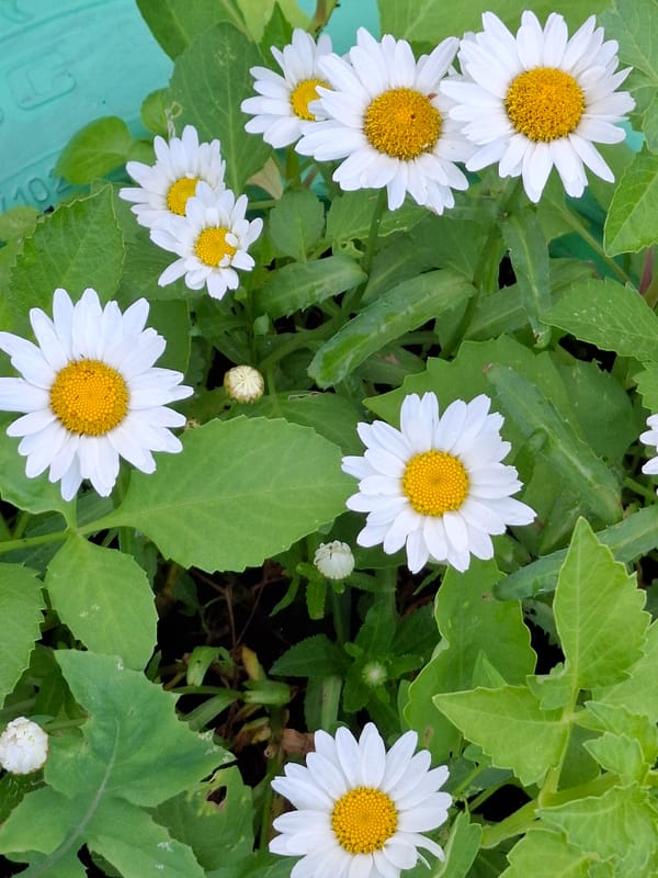 Flowers and foliage, up close and looking up