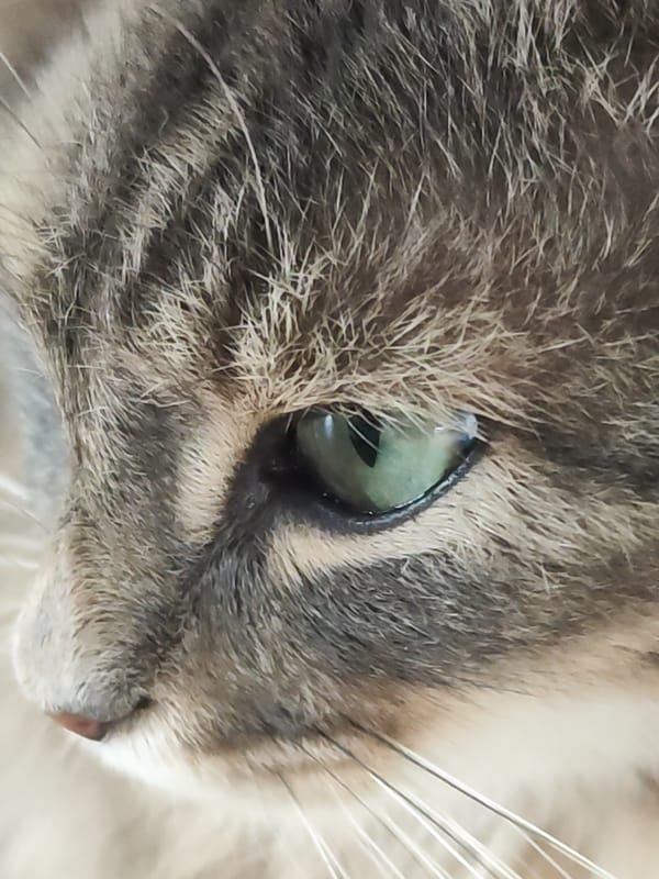 Gray tabby cat photographed multiple times in Chaikovsky, Russia
