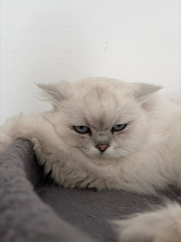 Blue-eyed fluffy cat relaxing on a gray textured surface.