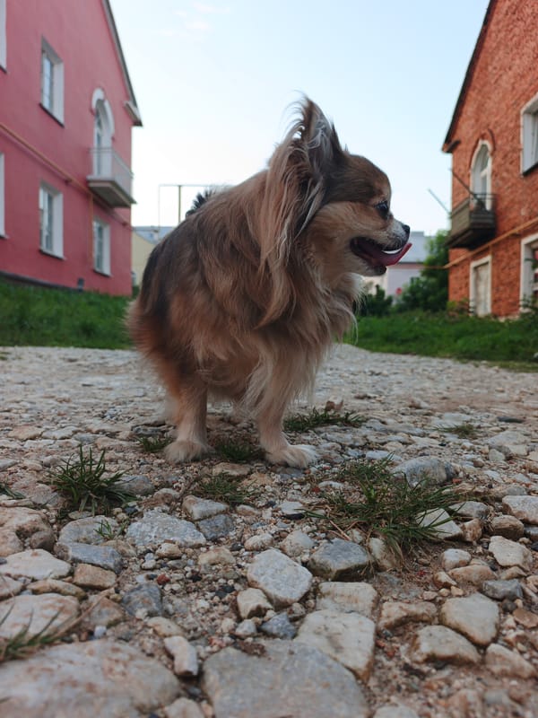 A lazy summer afternoon with a Chihuahua in Medvedyovka