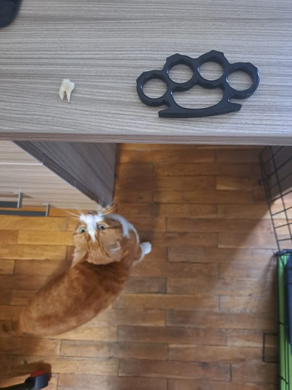 Cat spotted in Sofia home near wire crate