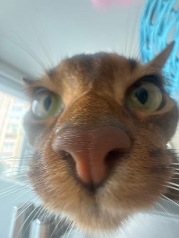 Abyssinian cat portraits and a stormy Vinnytsia street.