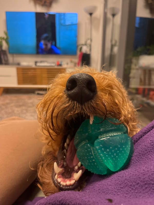 Dog plays with green toy in Ramat Gan home