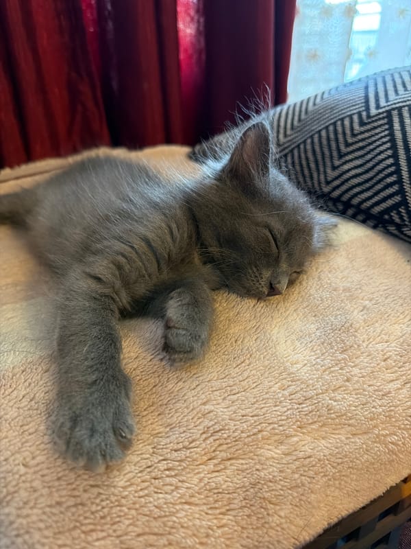 Gray kitten naps on blankets in Strovolos home