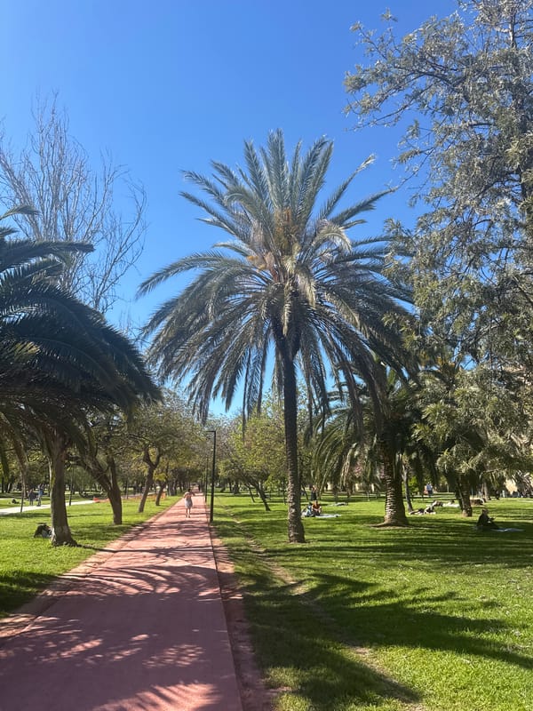 Palm trees observed under bright skies in Valencia park