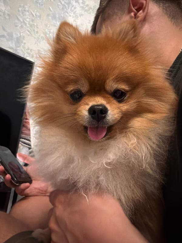 Fluffy orange Pomeranian poses for close-up shots in Kirov