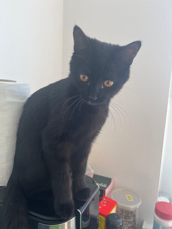 Black kitten and city views from a Kommunarka apartment