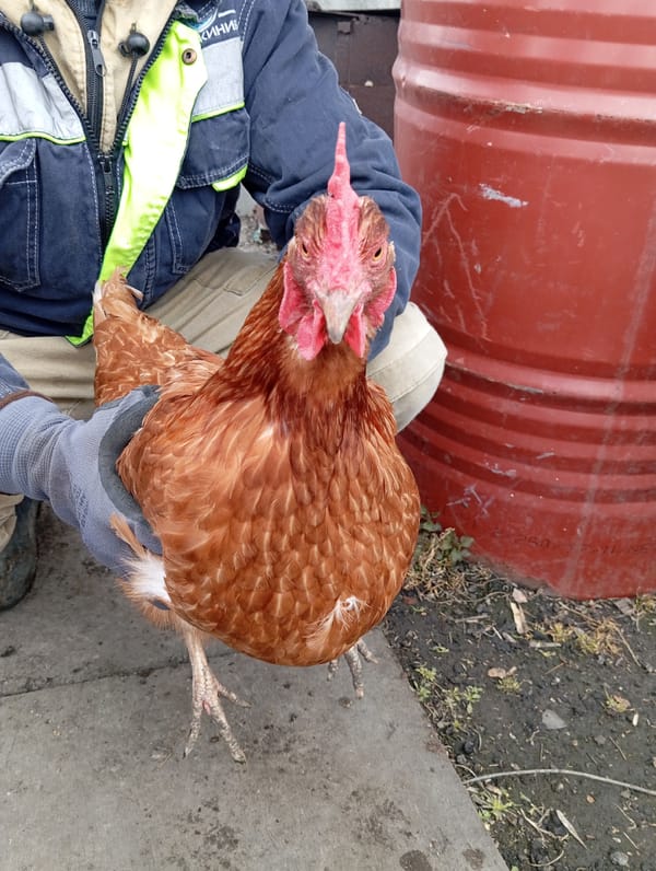 Person holds red chicken in rural Russian setting