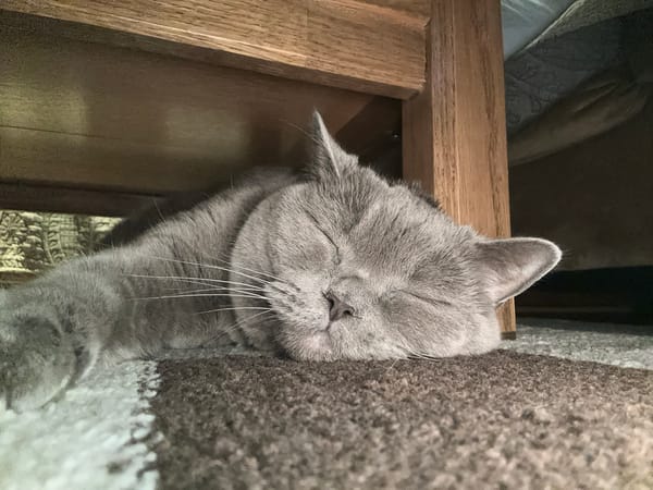Gray cat spotted napping under table in Sofia