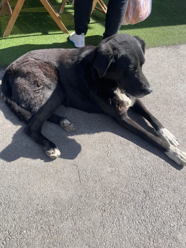 Black and white dog rests on sunlit asphalt in Yerevan