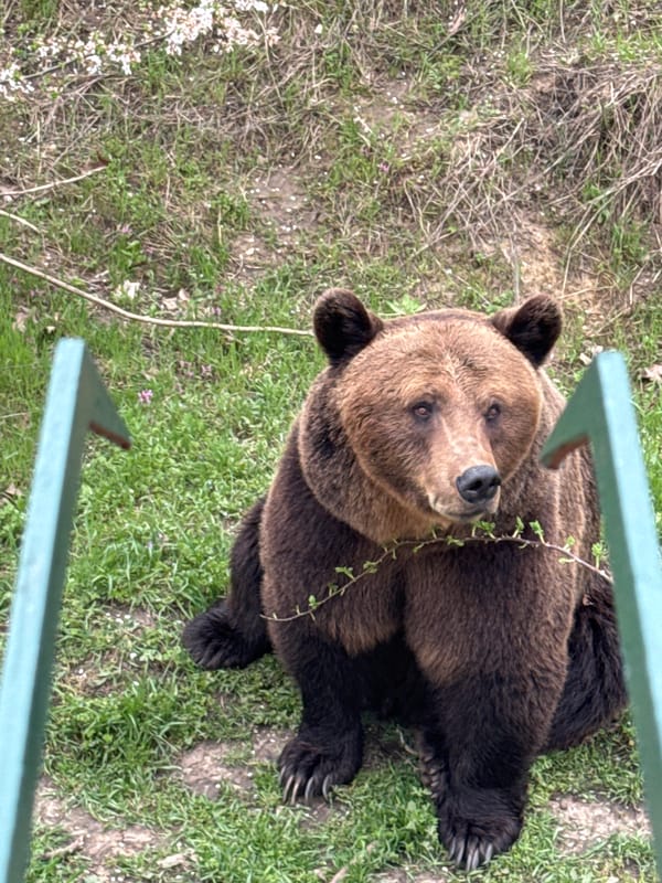 Brown bears, white stork spotted near Dobrich, Bulgaria