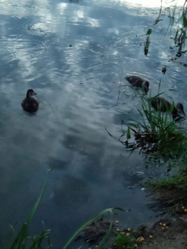 Ducks and ducklings foraging along a Mahilyow waterfront at dusk