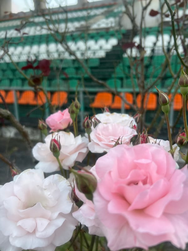 Roses and selfies captured at venue location