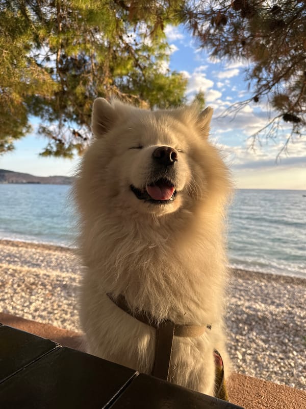 Samoyed dog spotted relaxing on Montenegro beach