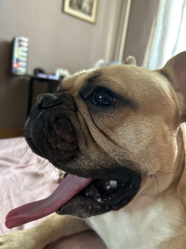 French Bulldog relaxing at home in Moscow