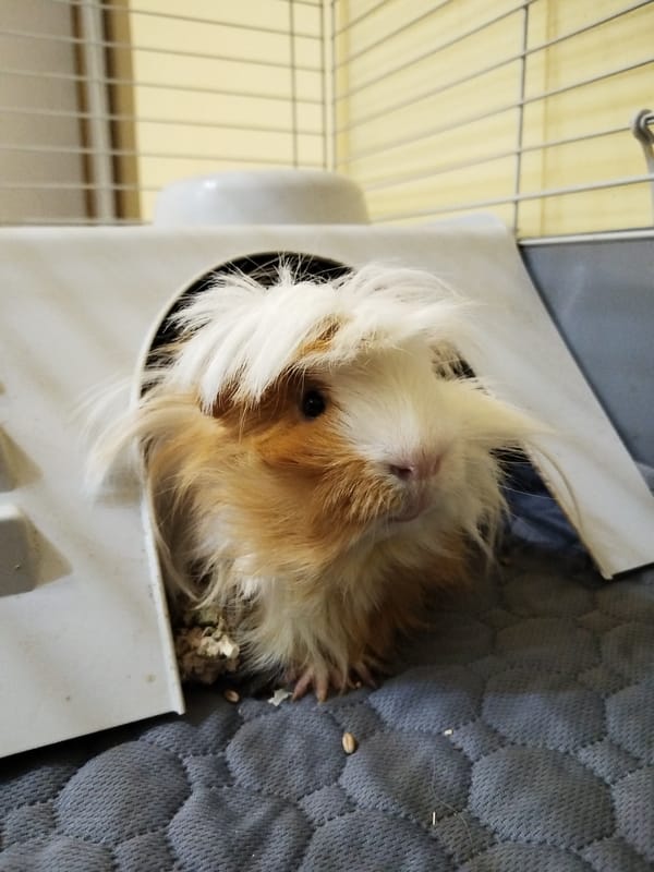 Small pets observed in residential setting in Stara Zagora
