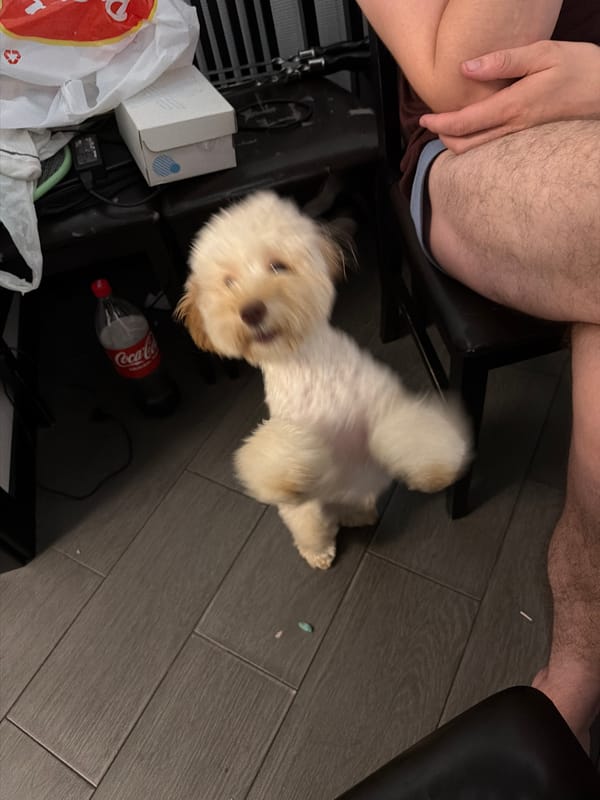 Chill evening at home in Bila Tserkva with dogs and drinks