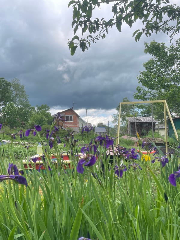Purple irises bloom under grey skies in Russian garden