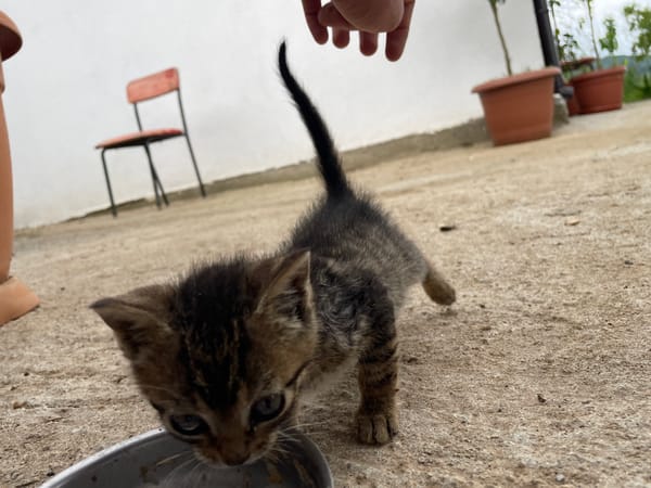 Dogs and kitten play with humans in Bulgarian town