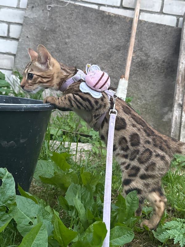 Bengal cat on a leash explores a sunny Rzhev afternoon