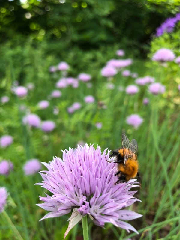 Summer garden blooms and a bumblebee, Svirstroy