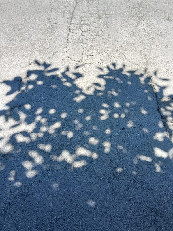 Urban scenes captured in Vagharshapat: pavement and blooming roses