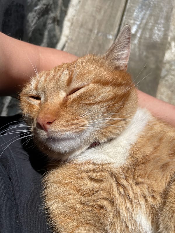 Orange tabby cat rests with owner in Zlatograd