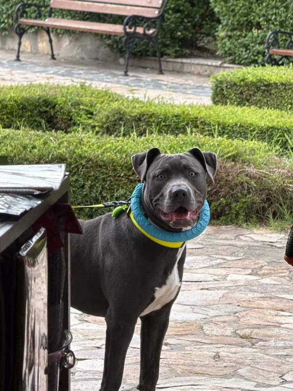 Dog with inflatable collar spotted in Bulgarian park