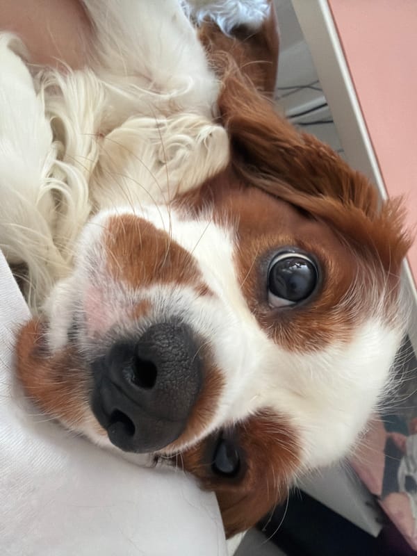 Personal workspace and pet moments captured in Dobrich