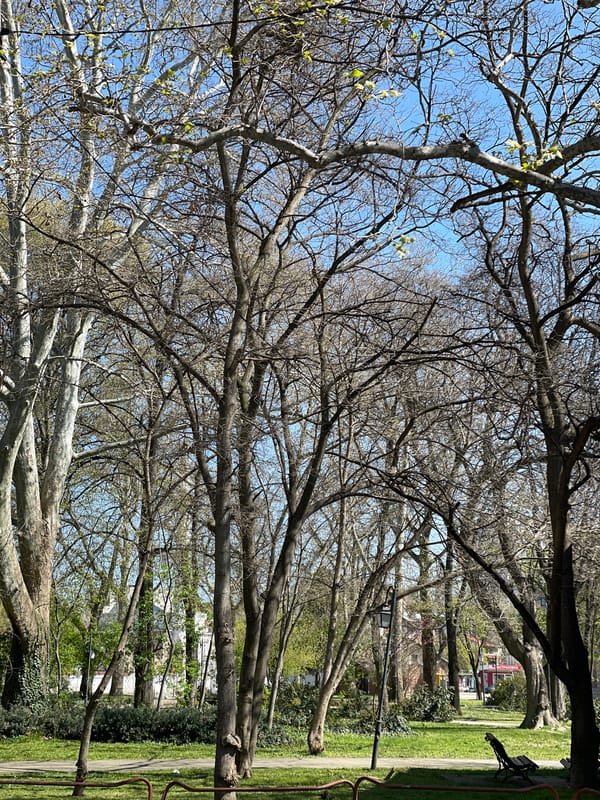 Spring foliage observed in Pazardzhik park, Bulgaria